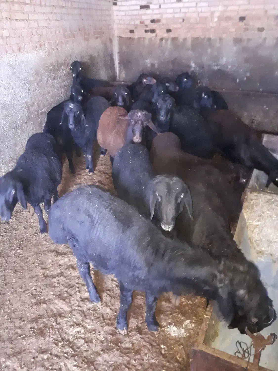 بره نر|حیوانات مزرعه|نقده, |دیوار