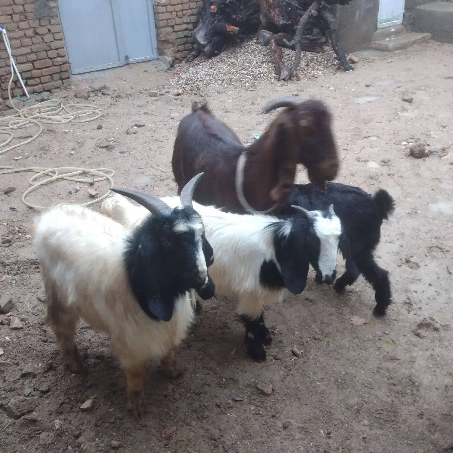 بزغاله|حیوانات مزرعه|اشترینان, |دیوار