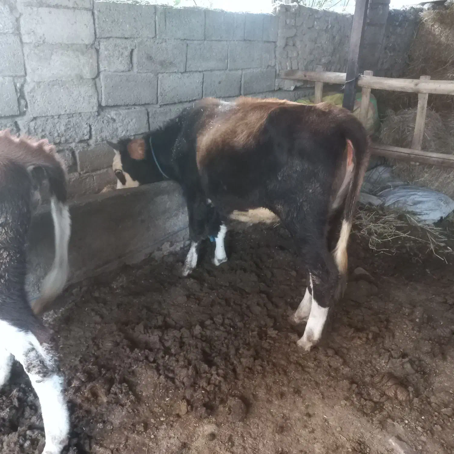 تلی گوساله  نزاییده دورگ سیمینتال خوش خوراک|حیوانات مزرعه|گنبد کاووس, |دیوار