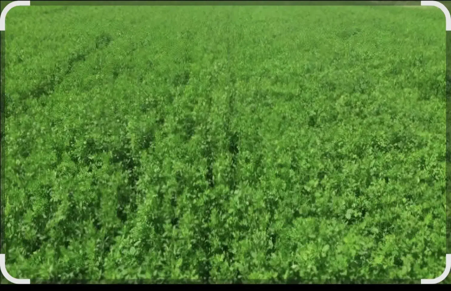 پرس یونجه|حیوانات مزرعه|شهرکرد, |دیوار