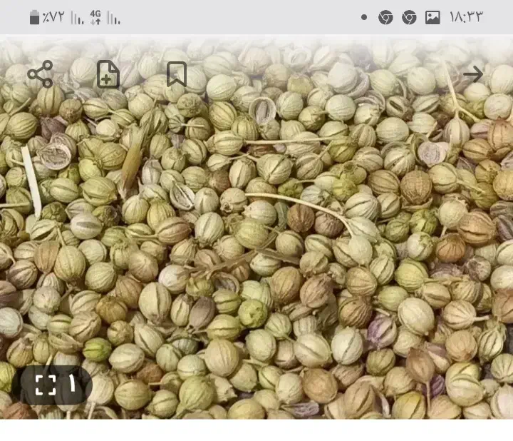 گشنیز|خدمات باغبانی و درختکاری|صحنه, |دیوار