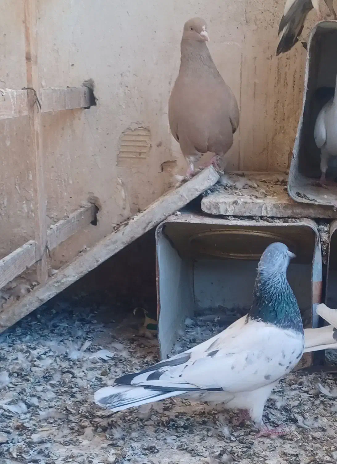 سار سرور|پرنده|مشهد, عبادی|دیوار