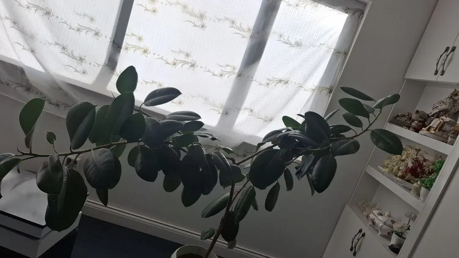 گل طبیعی|گل و گیاه طبیعی|شهرکرد, |دیوار