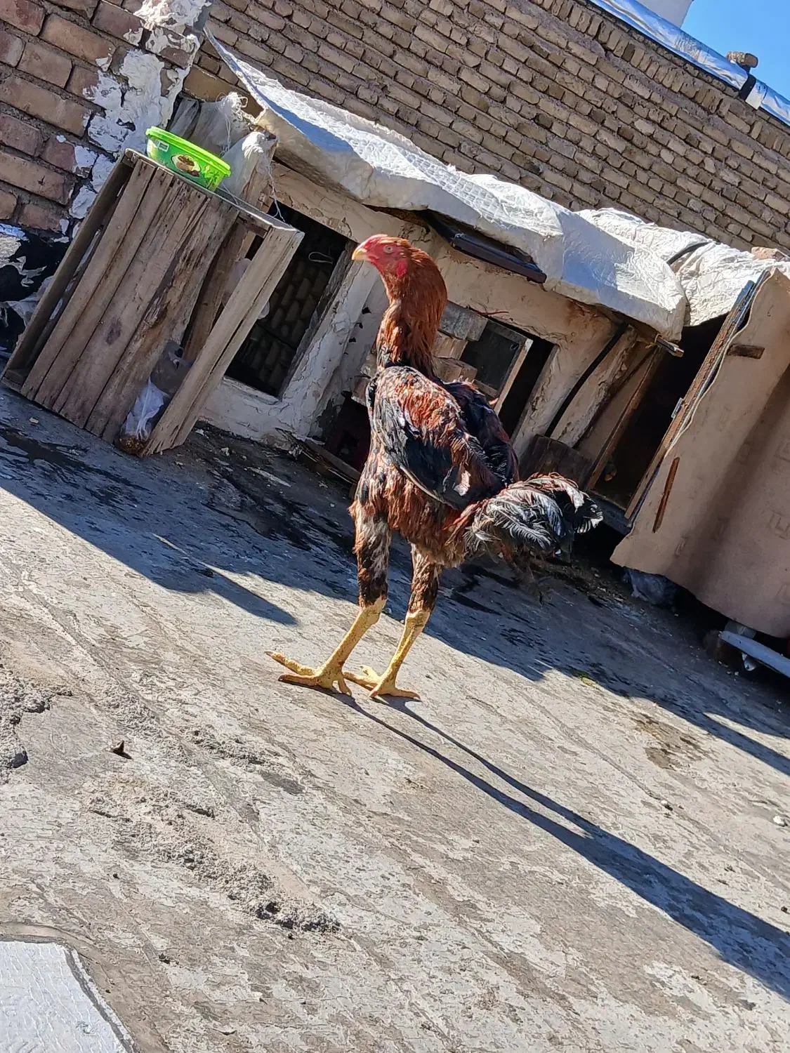 یک عدد خروس لاری|حیوانات مزرعه|مرند, |دیوار