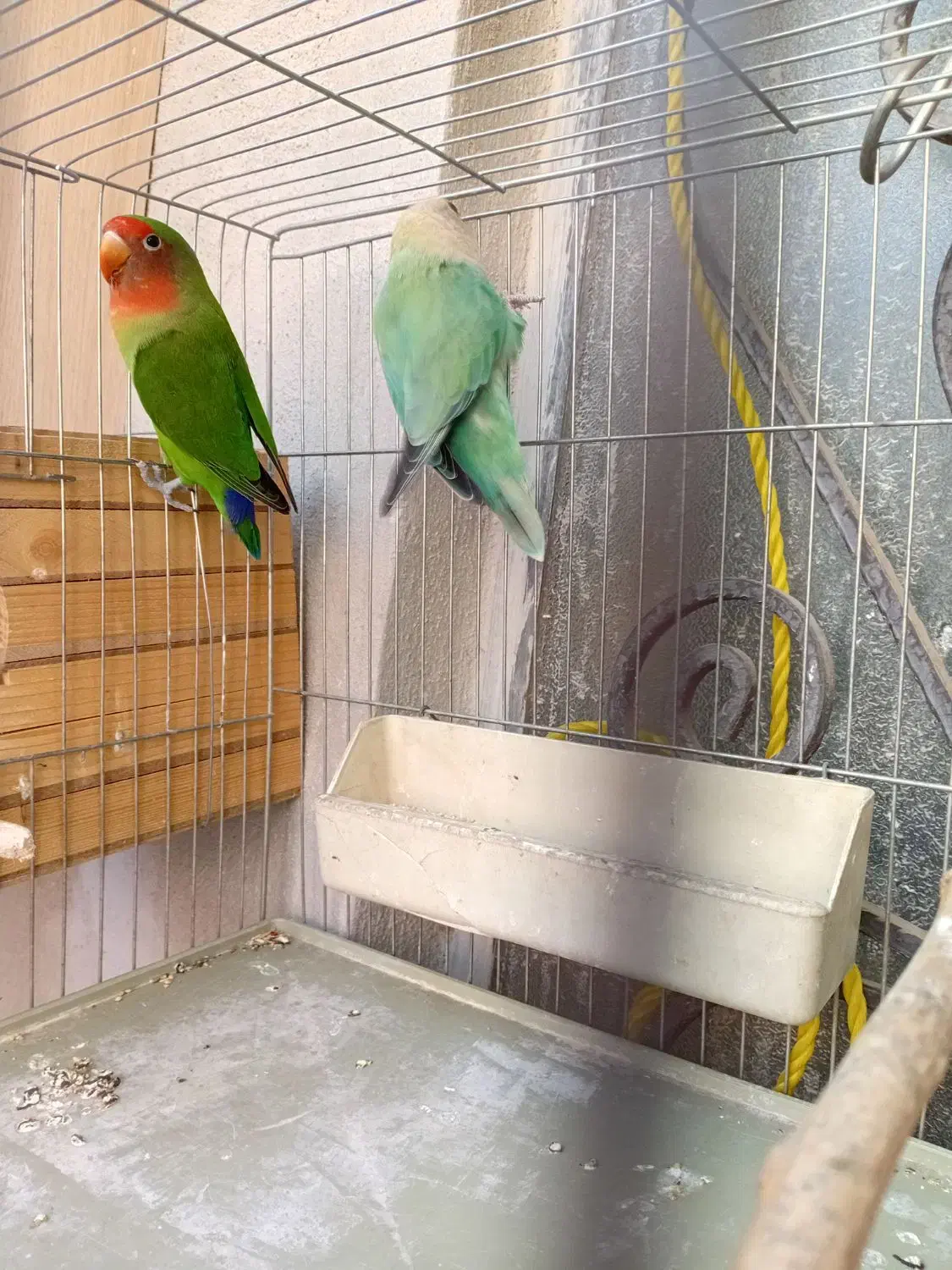 طوطی برزیلی|پرنده|ری, شهرک نظامی|دیوار