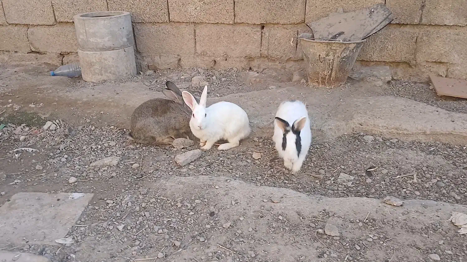 سه عدد خرگوش بزرگ|موش و خرگوش|شوش, |دیوار