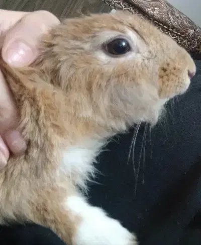 خرگوش|موش و خرگوش|کلاچای, |دیوار