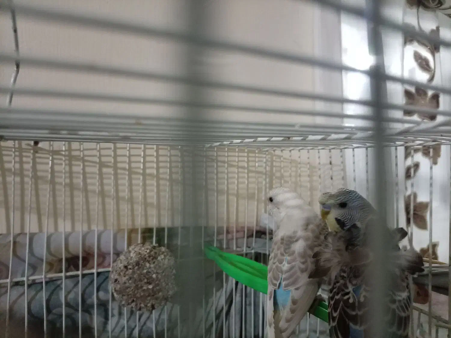 طوطی|پرنده|زبرخان, |دیوار