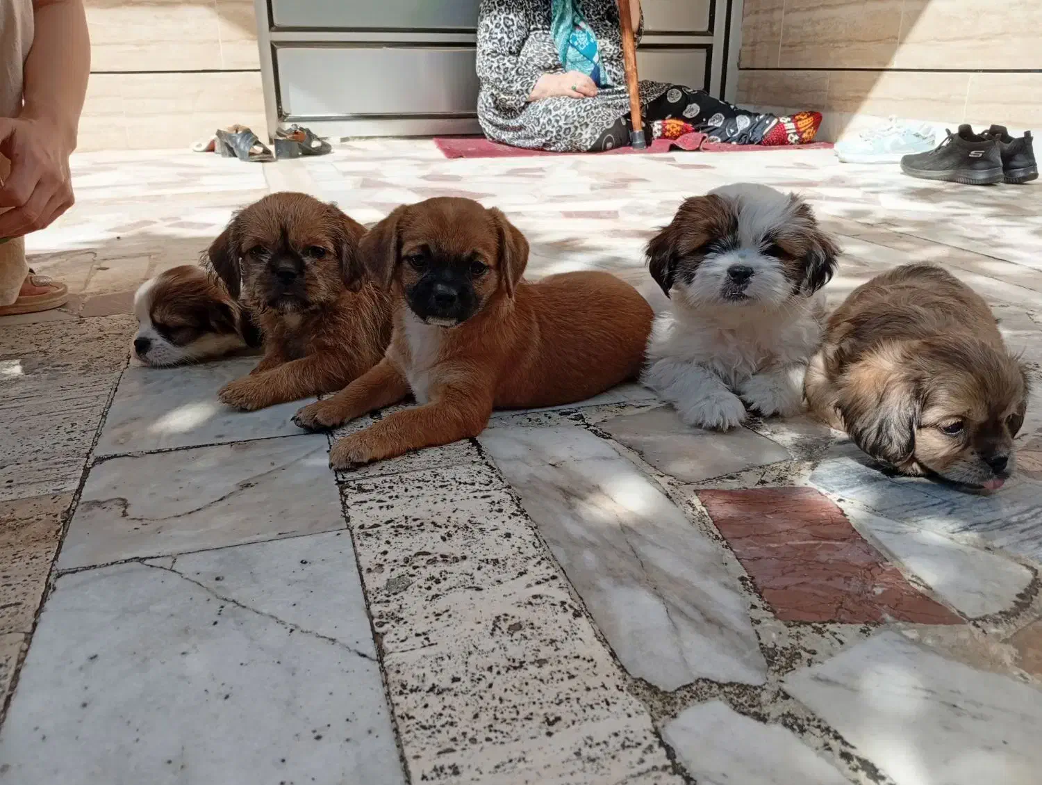 پاکوتای خرسی|سگ|گنبد کاووس, |دیوار
