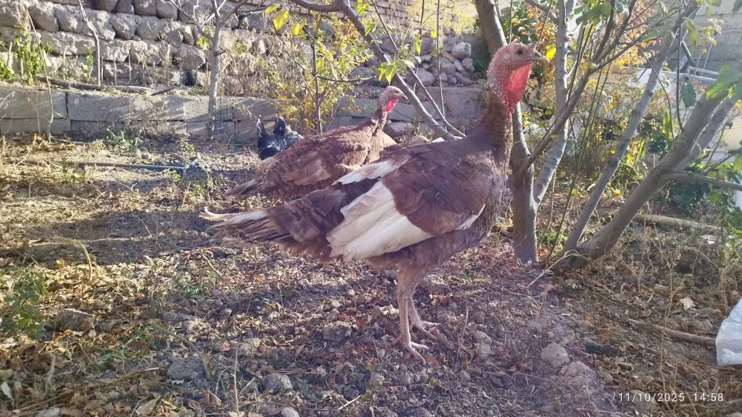 بوقلمون|حیوانات مزرعه|مشگین شهر, |دیوار