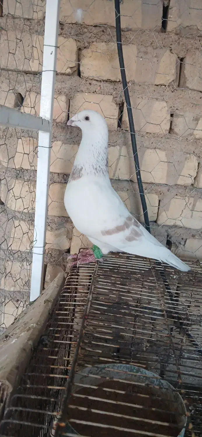 کرم پلاکی|پرنده|شیراز, زیباشهر|دیوار