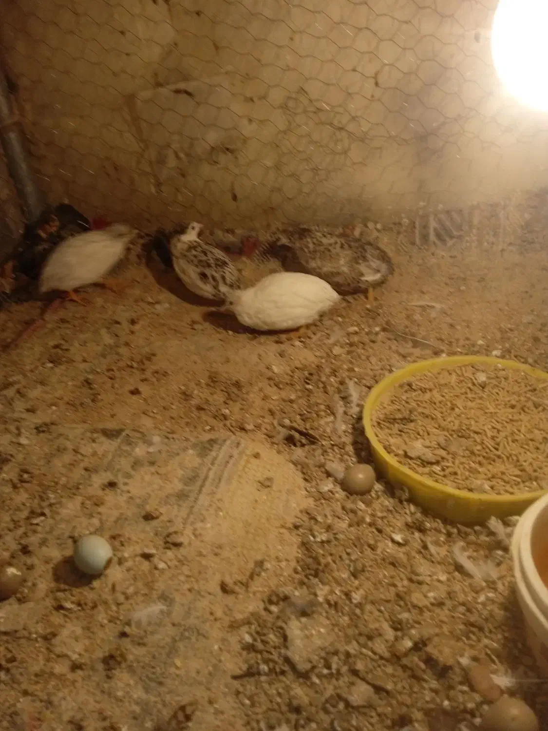 بلدرچین مینیاتوری زیبا|پرنده|گندمان, |دیوار