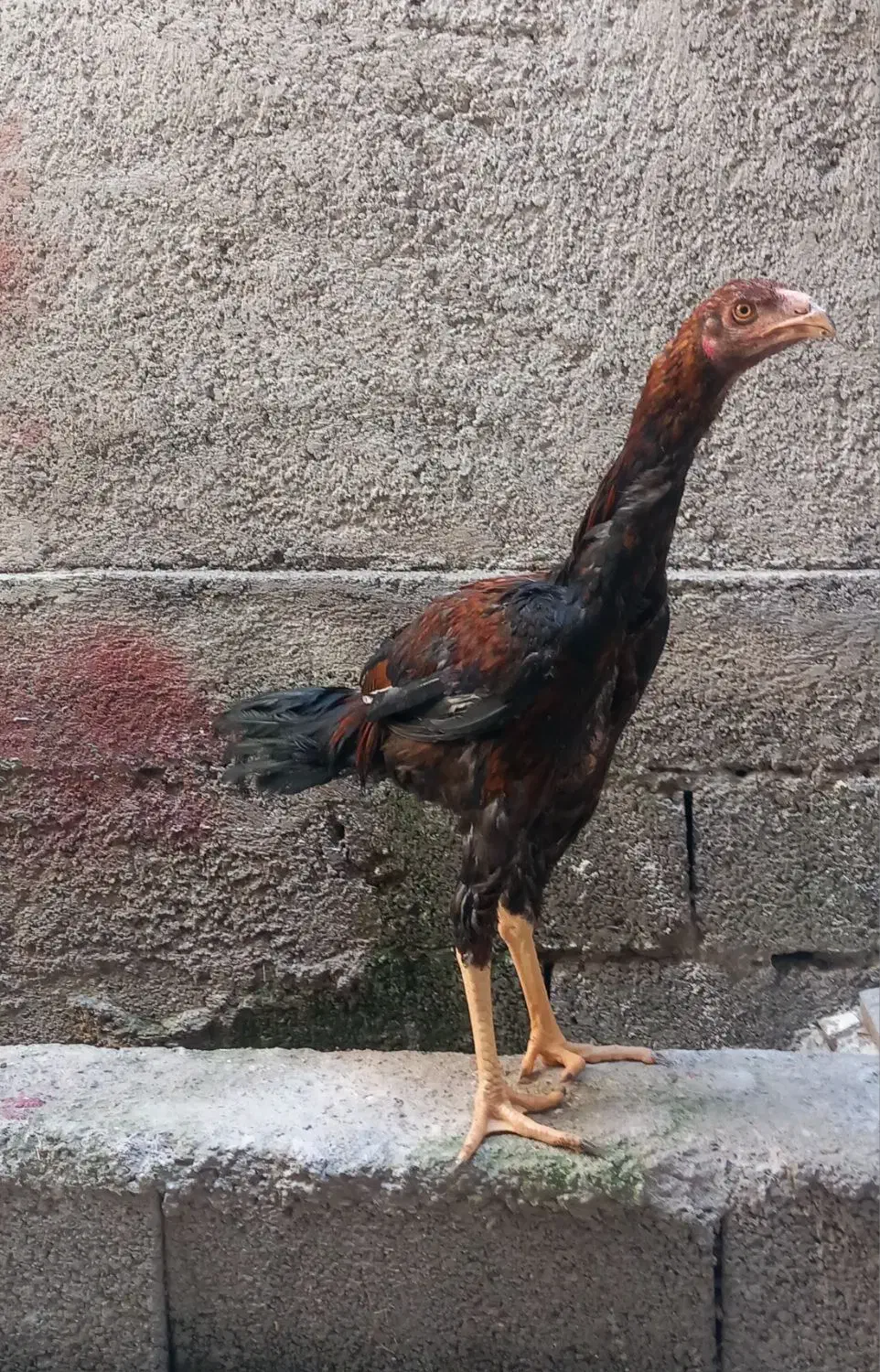 خروس لاری|حیوانات مزرعه|رشت, لاکان|دیوار