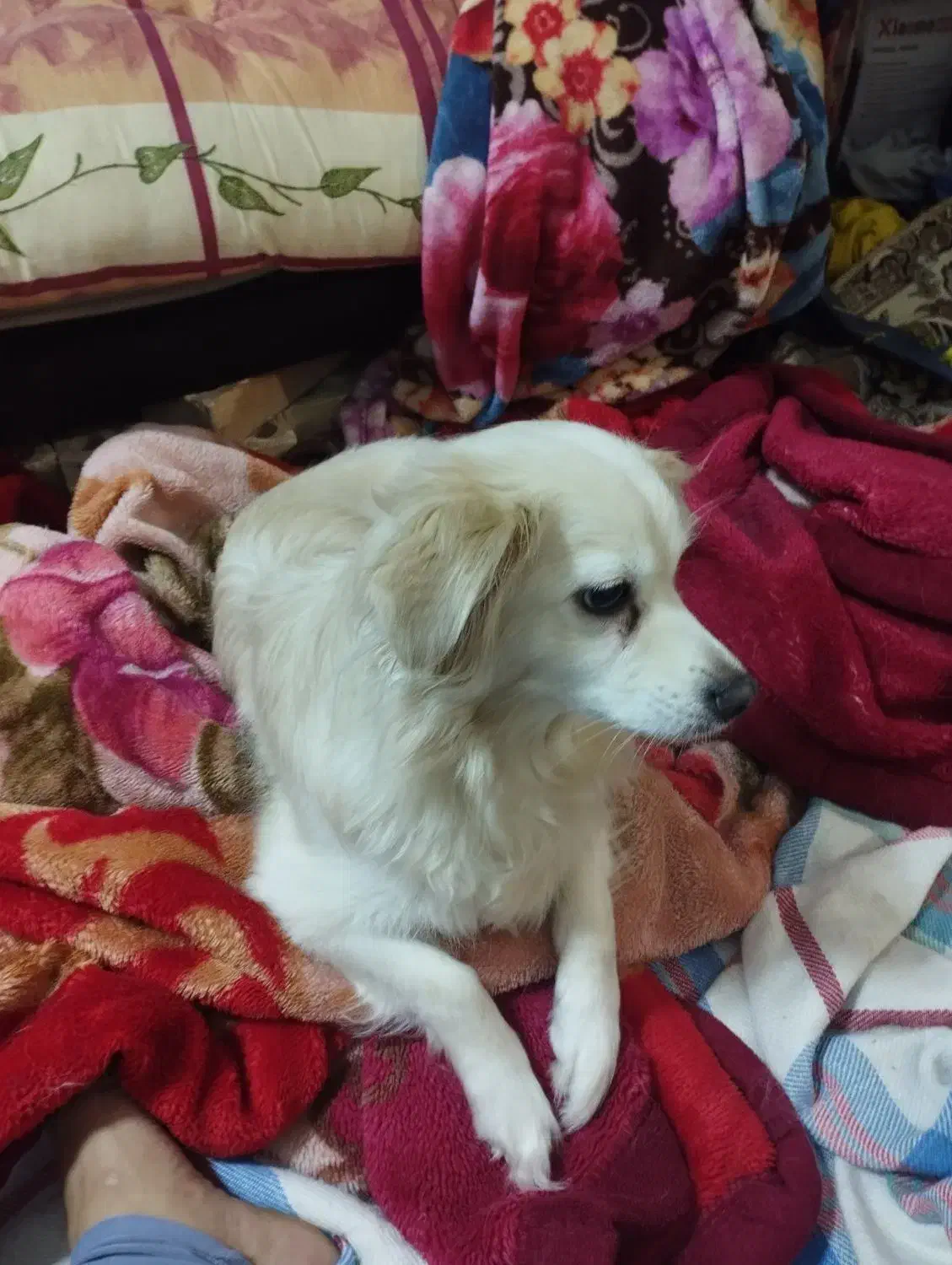 ة سگةهة خانم ۹م خیلی خوب خ ۹خ۹حخم م کذمذ|سگ|بندر گناوه, |دیوار