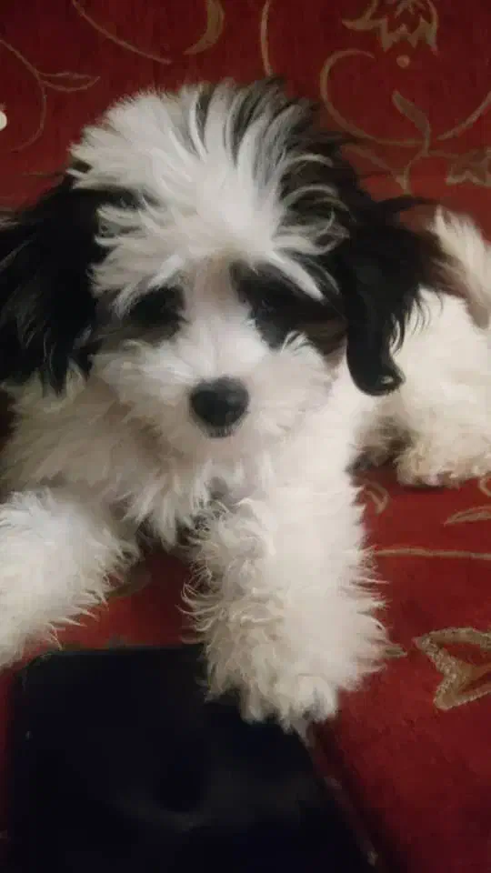 سگـ|سگ|یاسوج, |دیوار