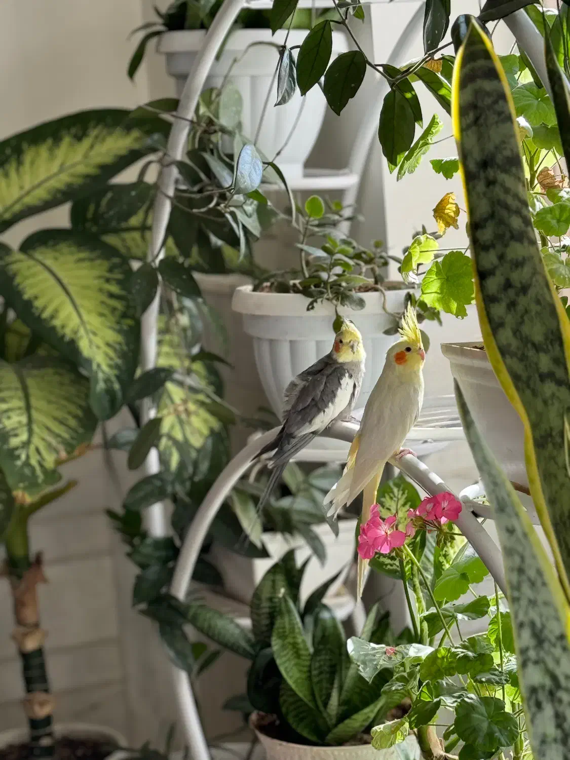 عروس هلندی|پرنده|بافت, |دیوار