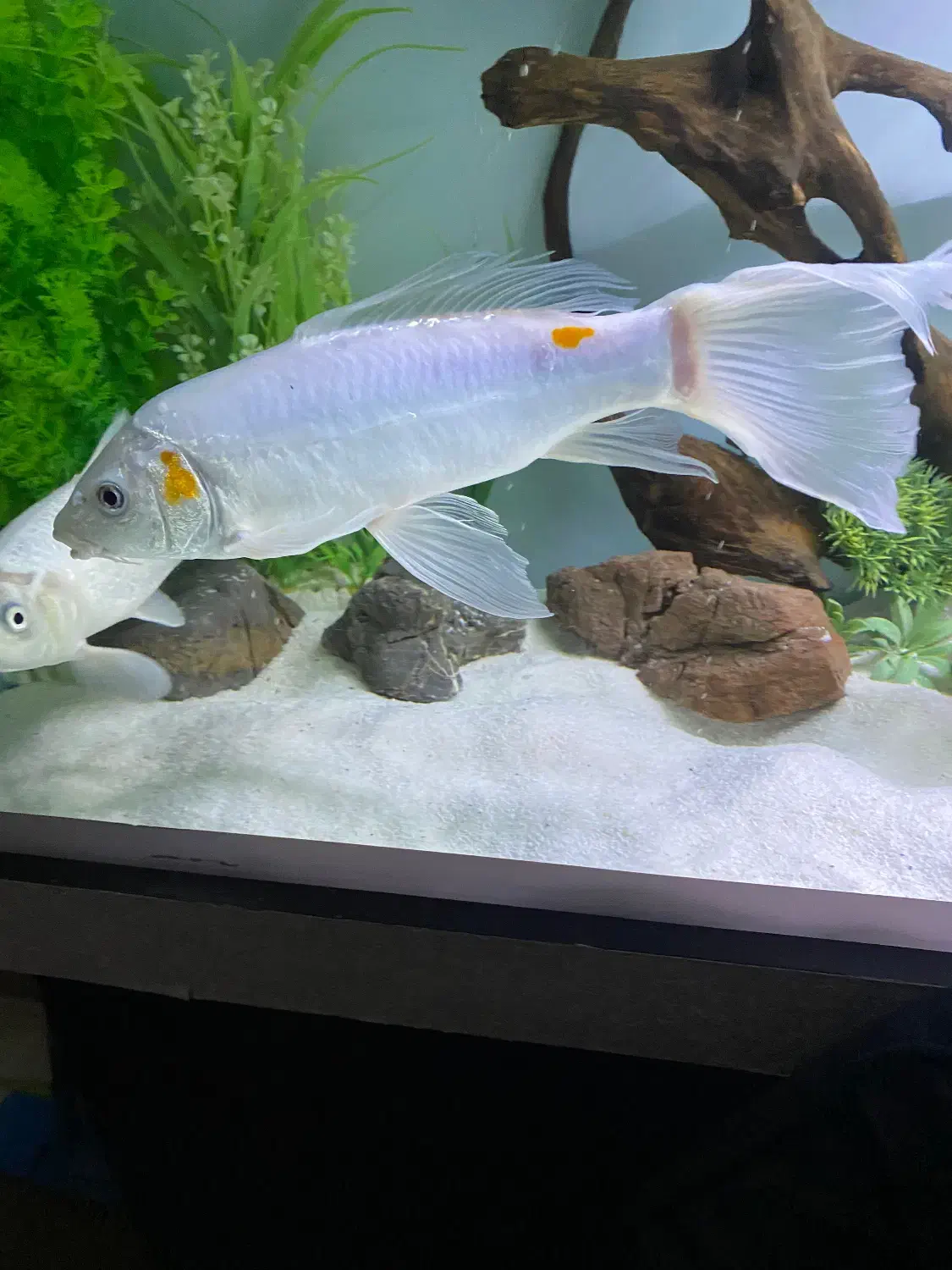 ماهی کوی ۴۰ سانت|ماهی|تهران, فاطمی|دیوار