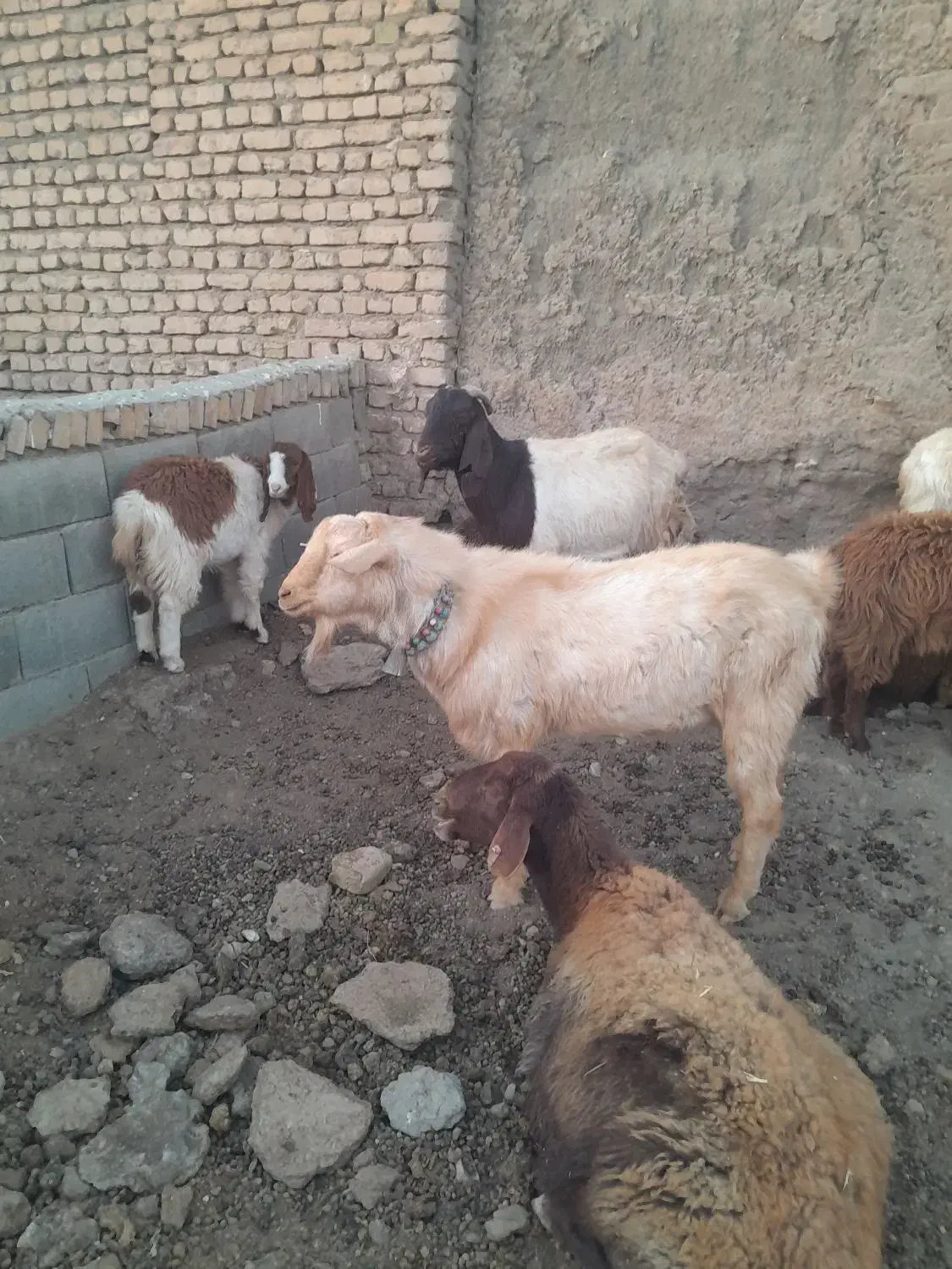 نربز سانن|حیوانات مزرعه|فریمان, |دیوار