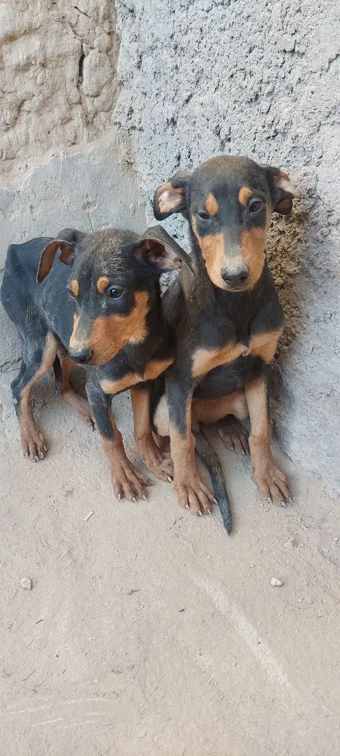 سلام توله دوبر من|سگ|کرمان, |دیوار