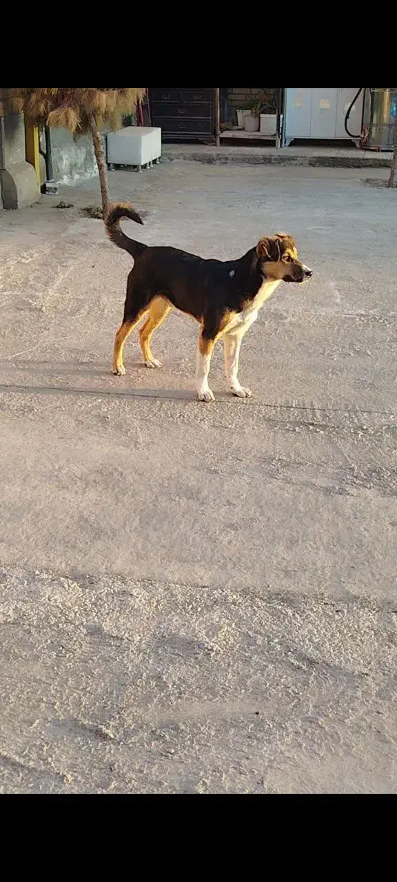 سگ نگهبان|سگ|کهریزک, |دیوار