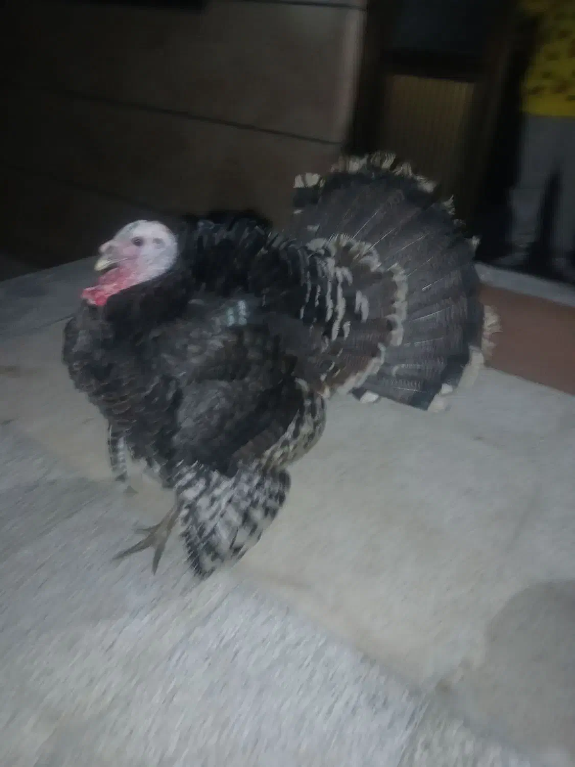 بو قلمون 2 تا نر و 1 عدد ماده جوانه|حیوانات مزرعه|قوچان, |دیوار