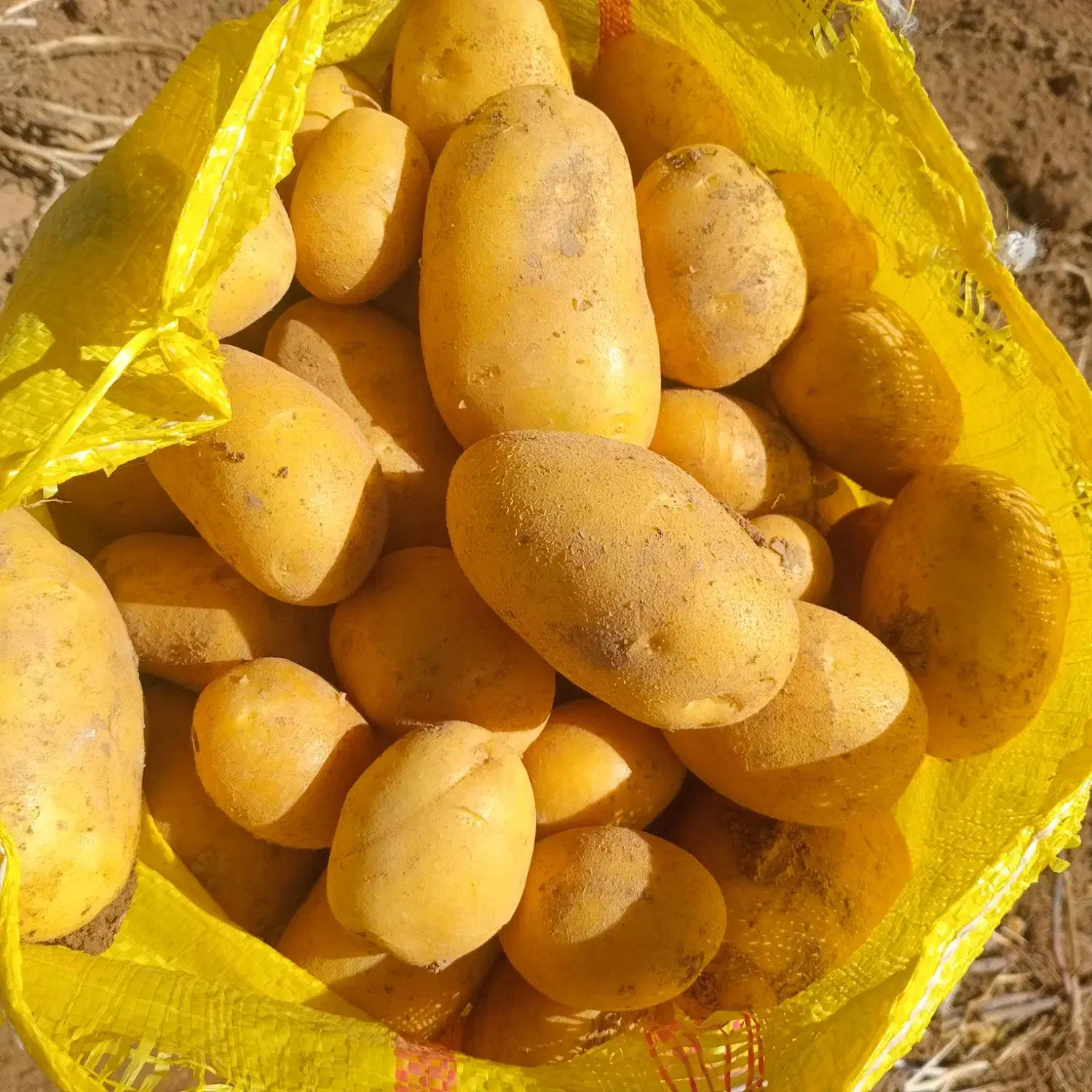 سیب زمینی بذری اگریا ۴۰۱و۲|گل و گیاه طبیعی|داران, |دیوار