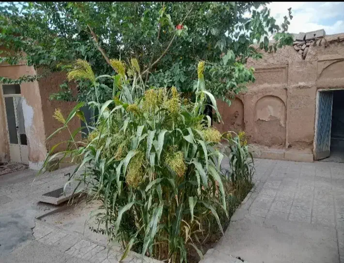 فروش خانه قدیمی خوش نقشه|فروش خانه و ویلا|بهمن صغاد, |دیوار