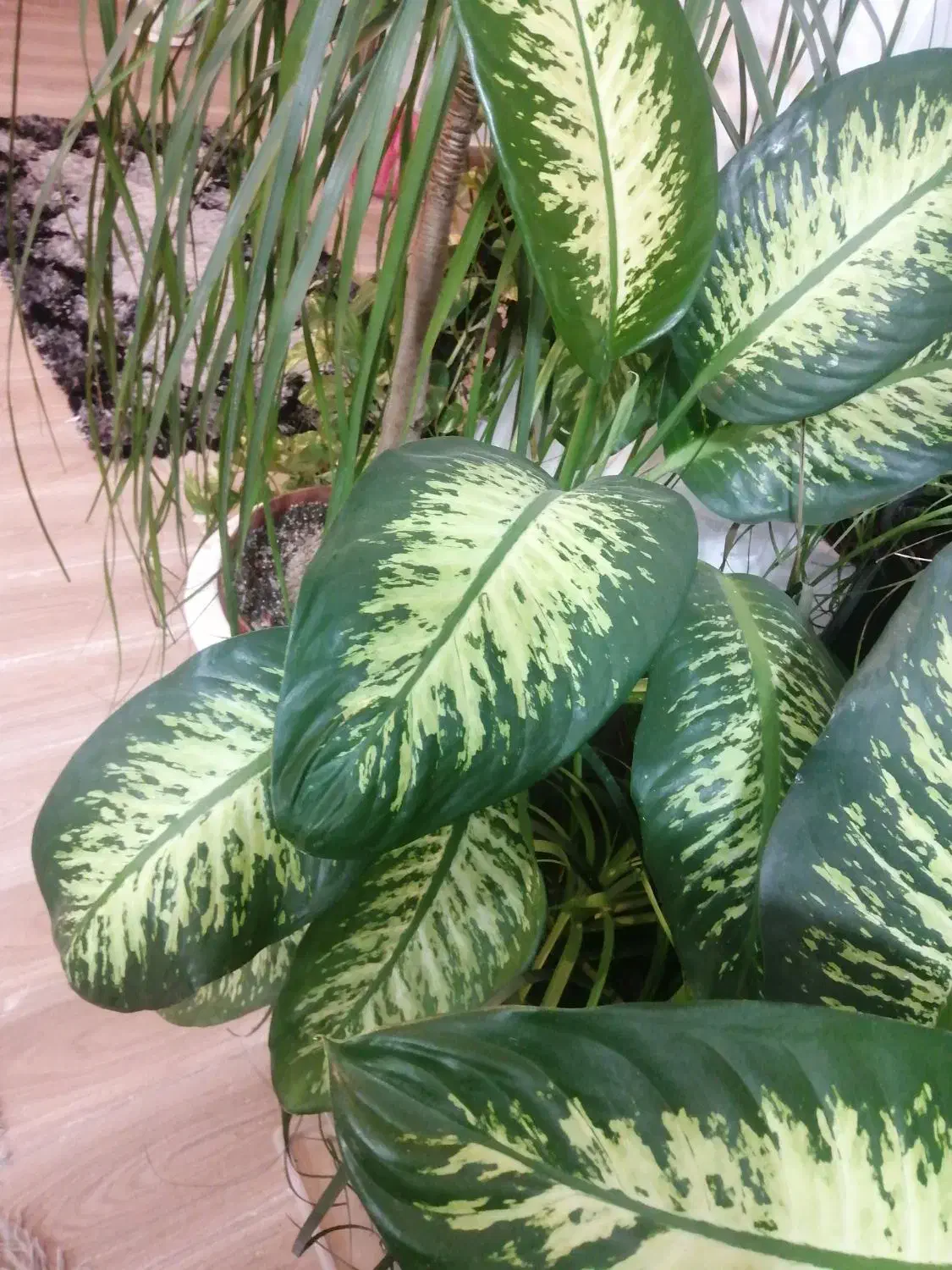 گل و گیاه آپارتمانی دیفن باخیا، یوکا ابلغ، فیکوس|گل و گیاه طبیعی|رشت, کوی غلام نیا|دیوار