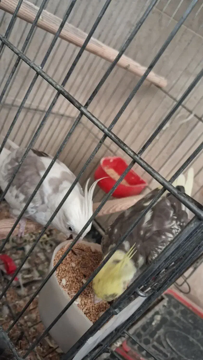 فروش انواع پرنده|پرنده|ورامین, شهرک فجر|دیوار