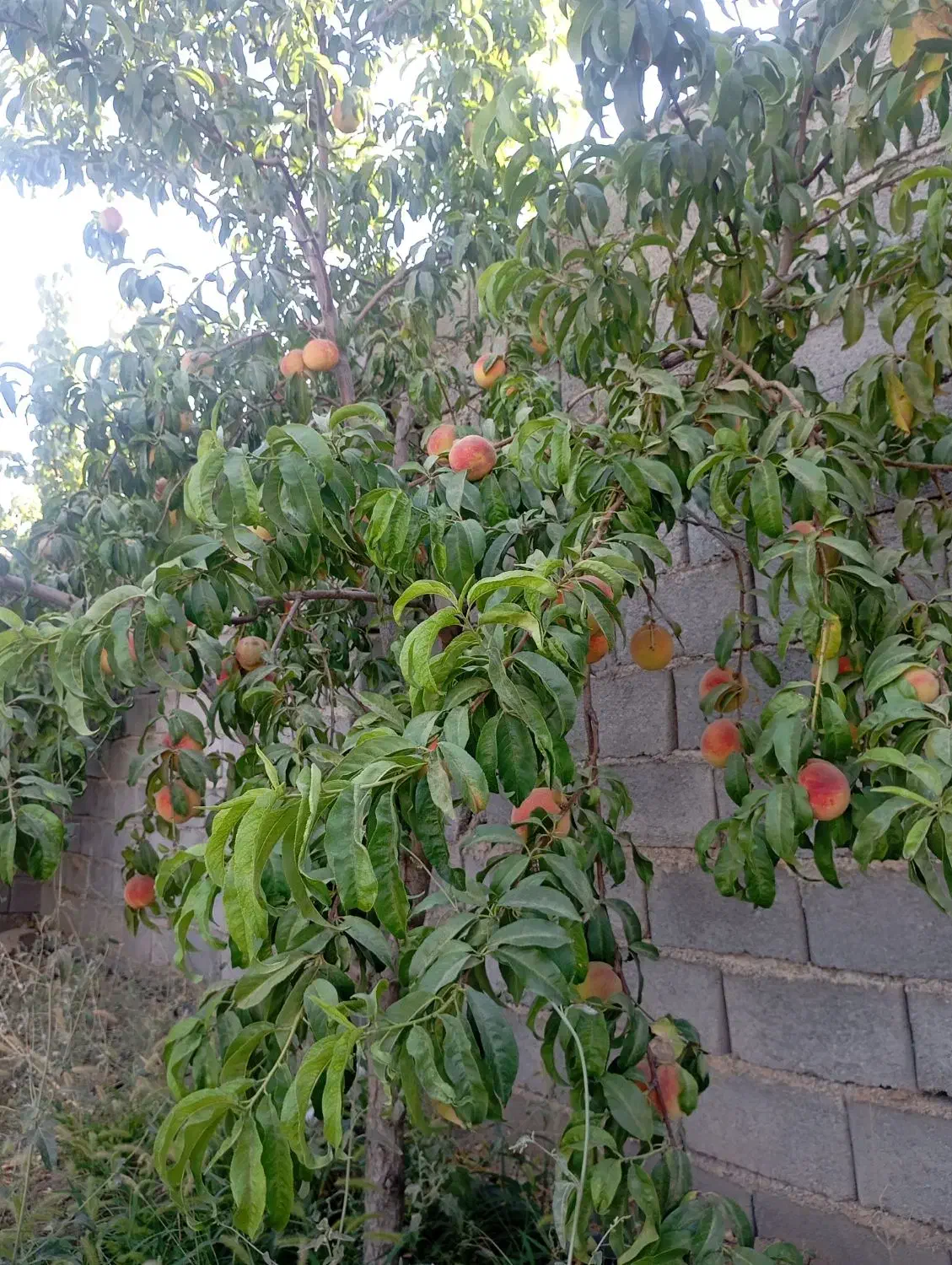 فروش باغ وویلا بابرق وآب وگاز مالکیتی|فروش خانه و ویلا|صوفیان, |دیوار