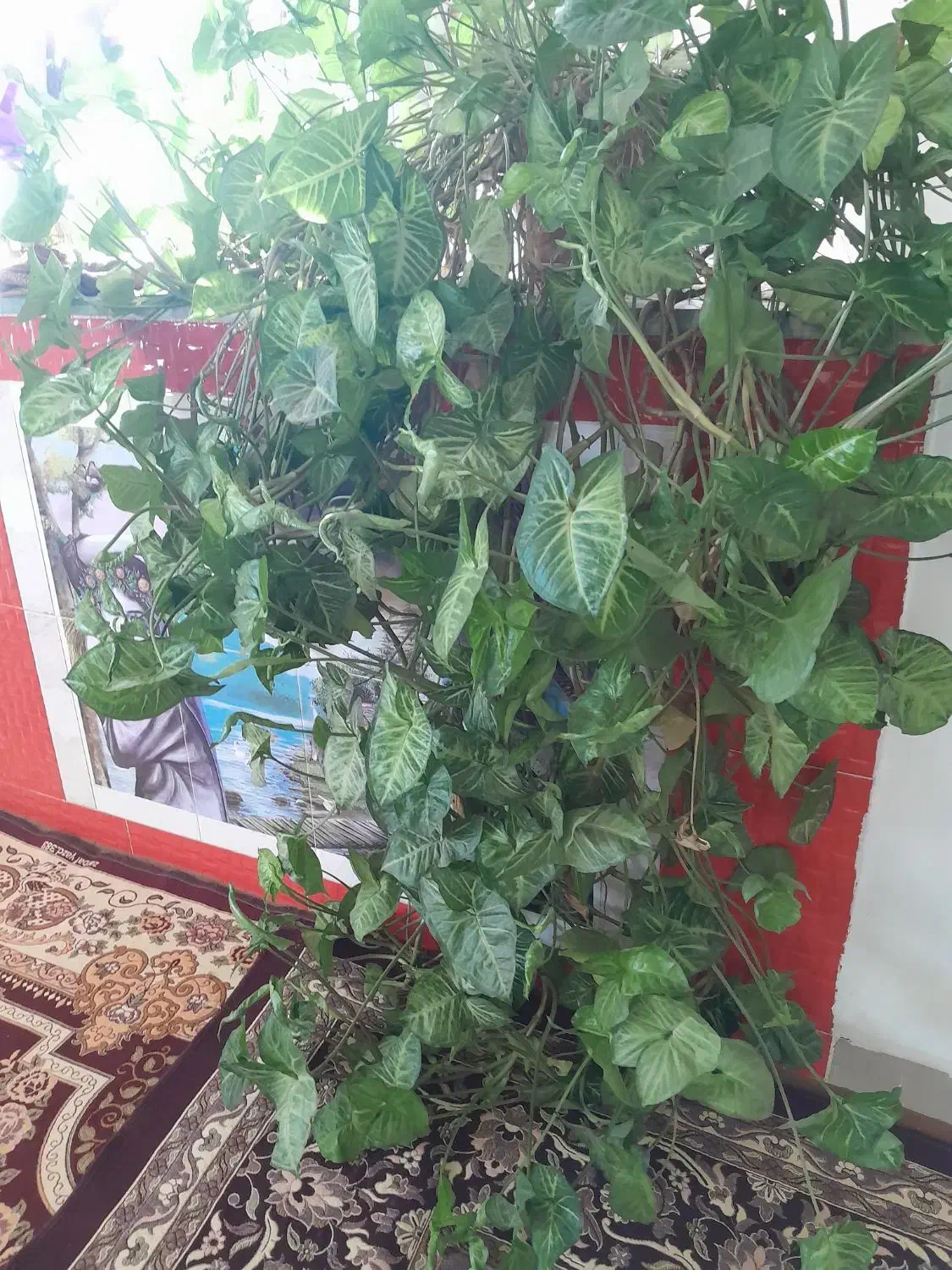 گل اپارتمانی|گل و گیاه طبیعی|اردبیل, |دیوار