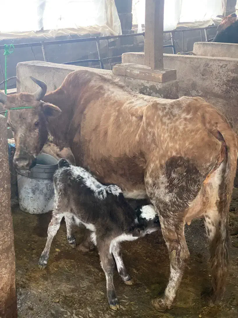 گاو و گوساله نر چالوسی|حیوانات مزرعه|رشت, سلیمانداراب|دیوار