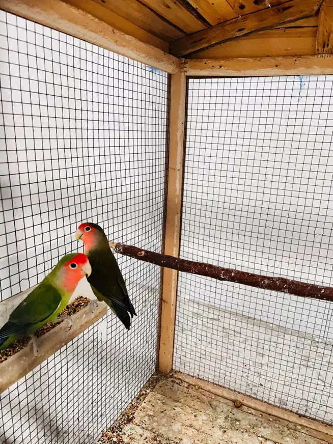 جفت طوطی|پرنده|بندر کنگان, |دیوار