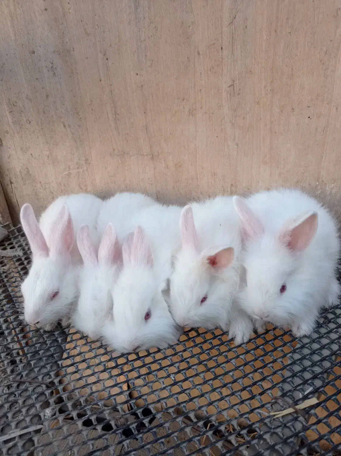 خرگوش کوچیک|موش و خرگوش|قلعه قاضی, |دیوار