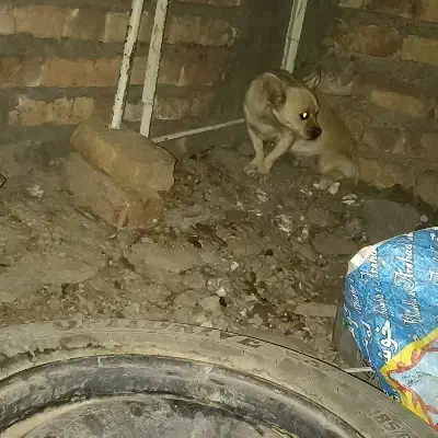 واگذاری سگ|سگ|ایرانشهر, |دیوار