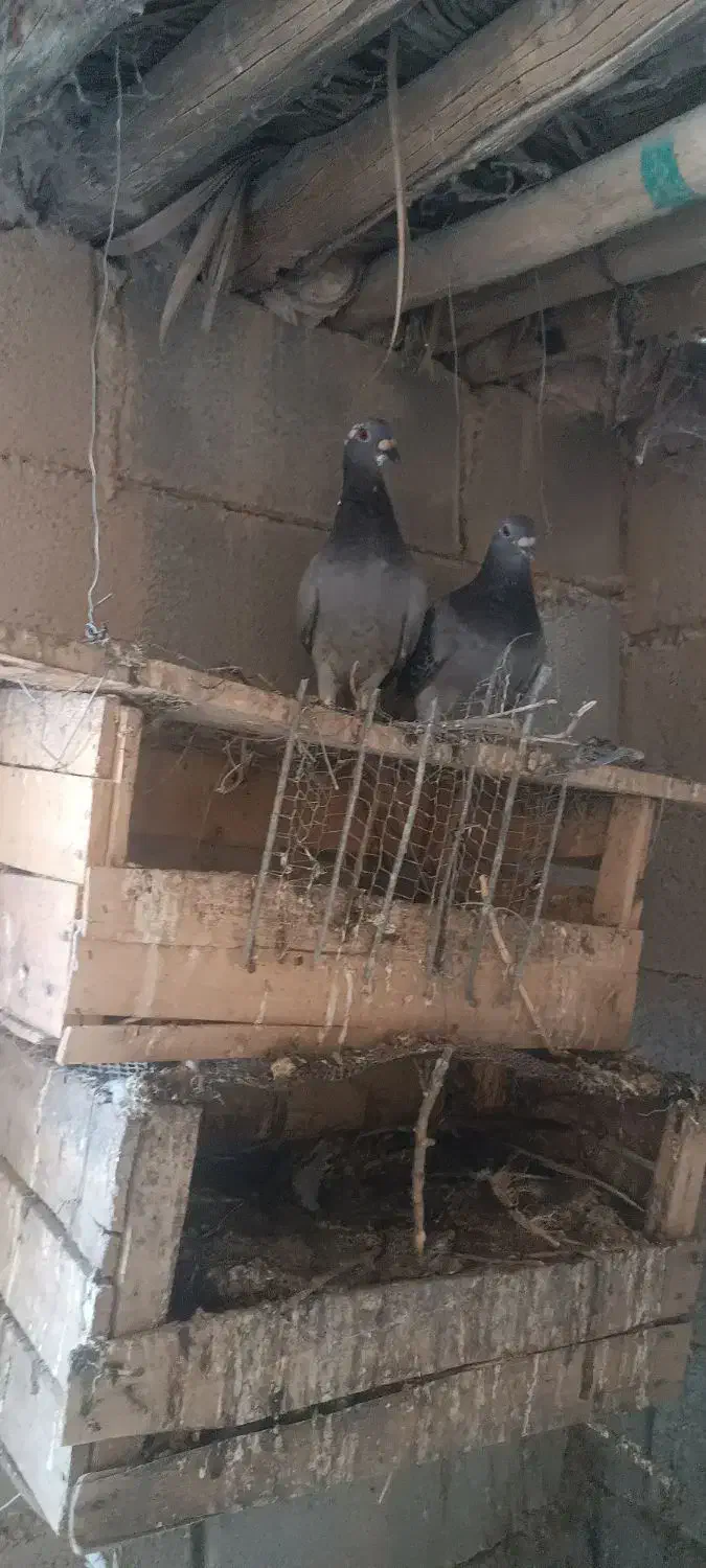 کفتر|پرنده|اهواز, ۲۴ متری|دیوار