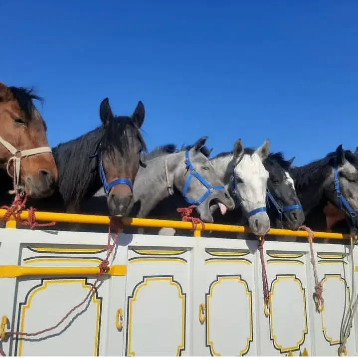 خرید فروش اسب بارکش پالون|اسب و تجهیزات اسب‌سواری|گلپایگان, |دیوار