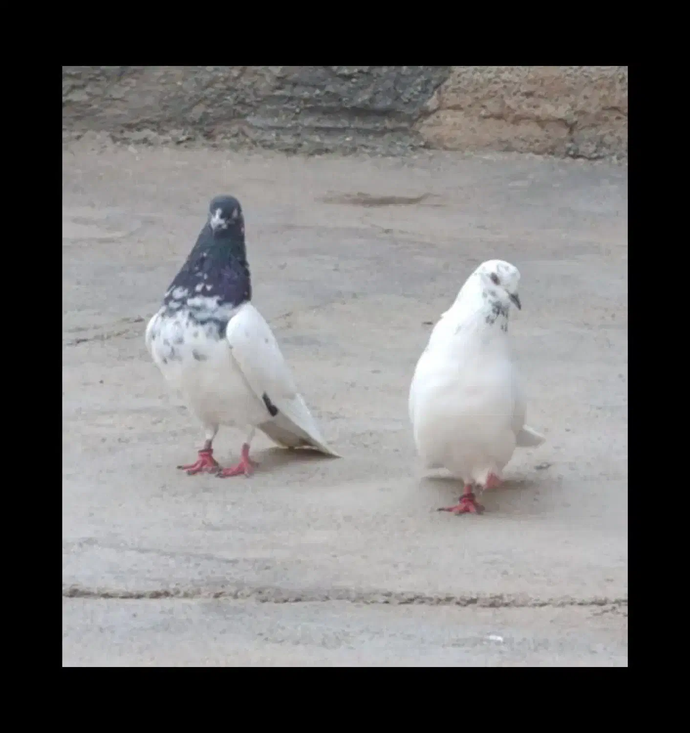 کبوتر|پرنده|شباب, |دیوار