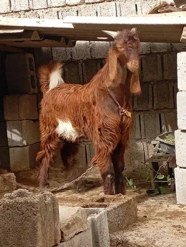 کهره نر|حیوانات مزرعه|وحدتیه, |دیوار