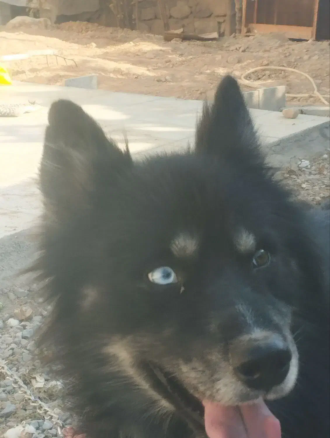 سگ دورگه هاسکی،ژرمن|سگ|بجنورد, |دیوار