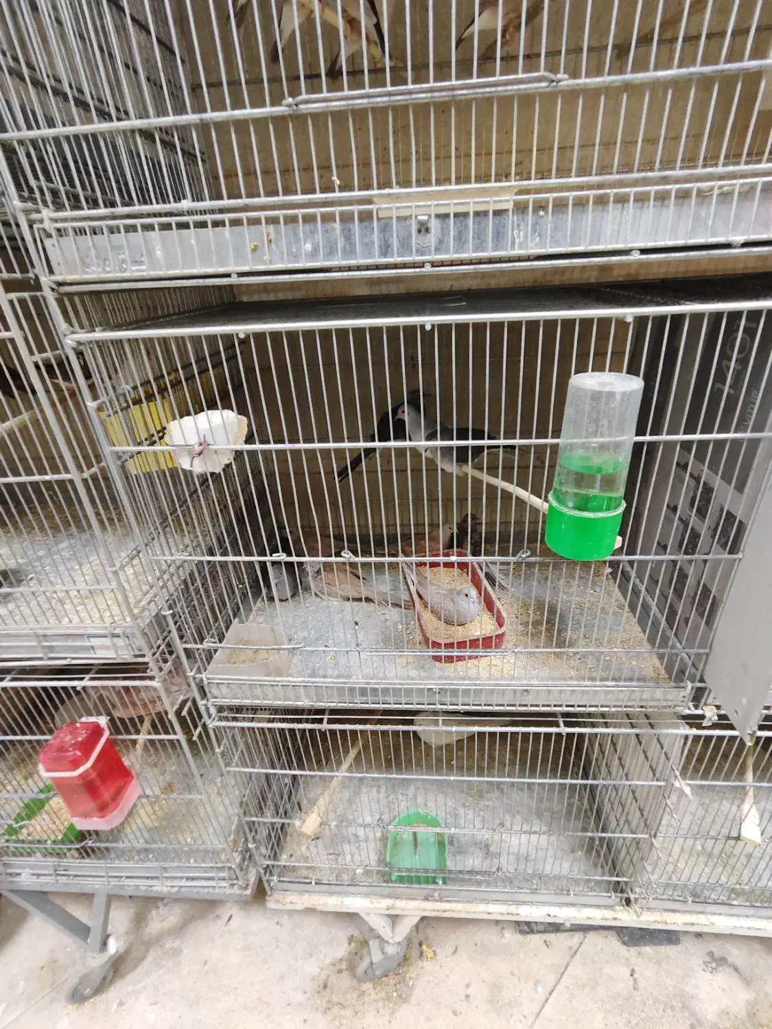 پرنده فروشی|پرنده|قم, خاکفرج|دیوار