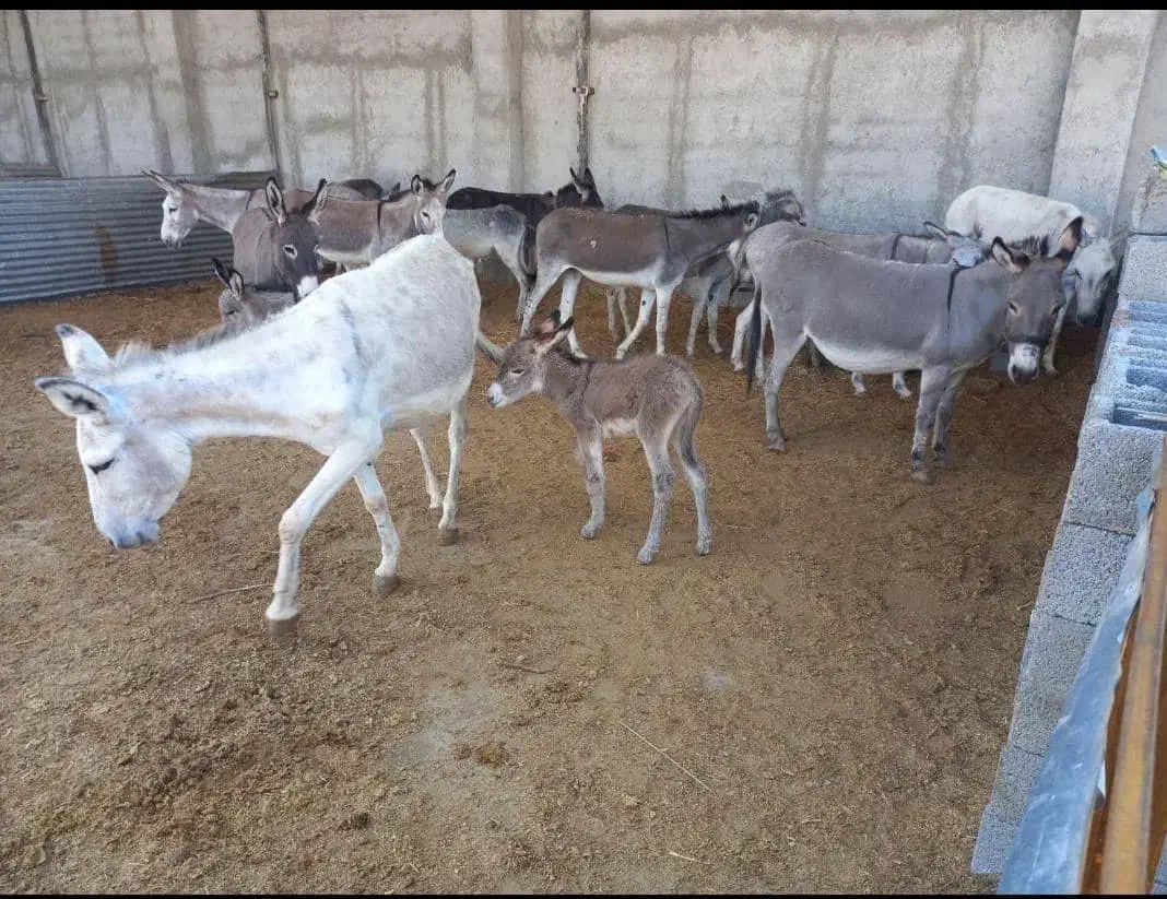 شیرالاغ.شیر الاغ شیرخر شیر خردوشیدن حضوری|خوردنی و آشامیدنی|خمینی‌شهر, |دیوار