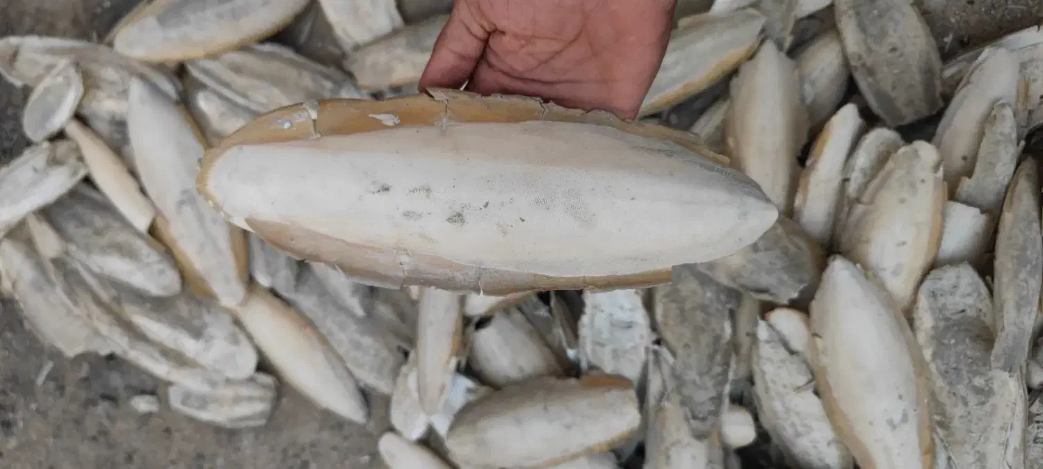 کف دریا|لوازم جانبی حیوانات|درگهان, |دیوار