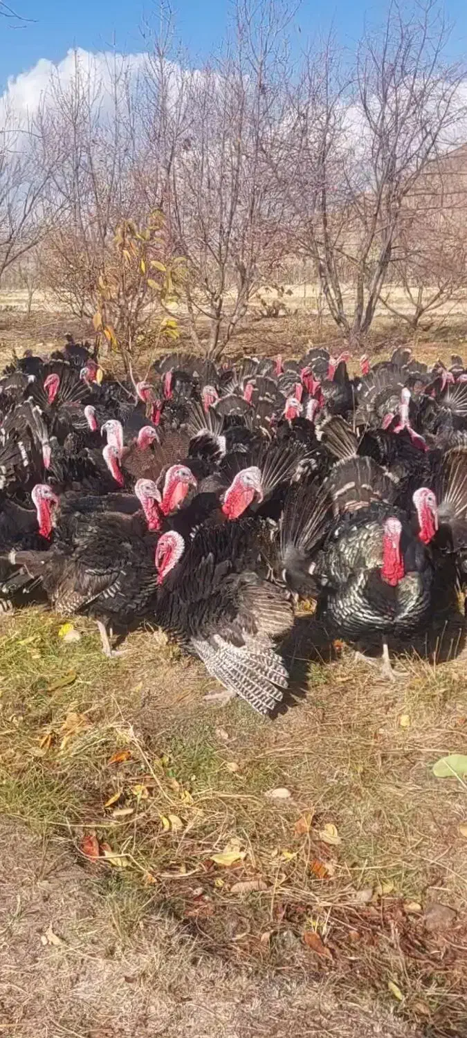 بوقلمو|حیوانات مزرعه|همدان, |دیوار