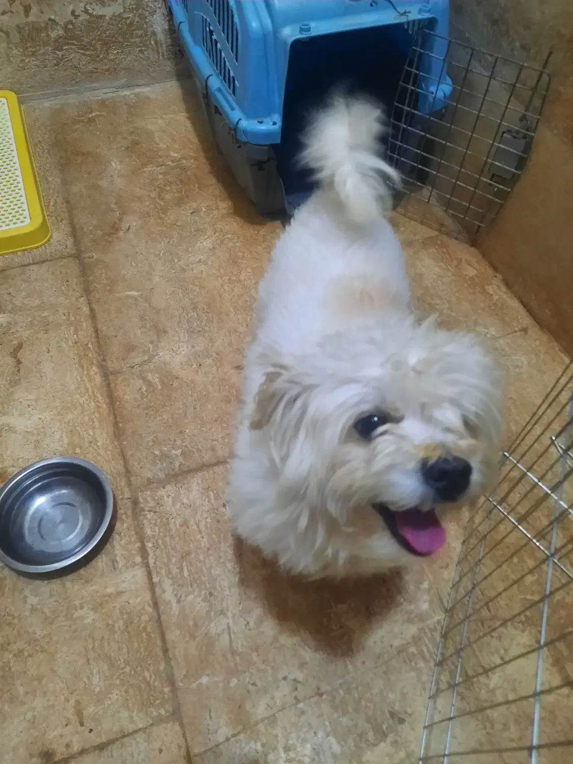 سگ شیتزو|سگ|اردبیل, |دیوار