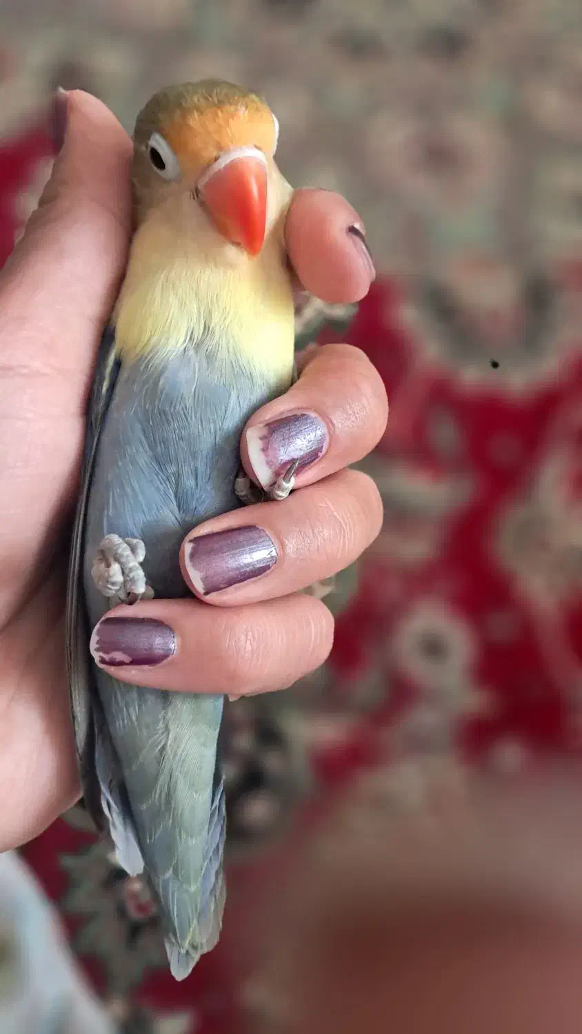 گمشده|حیوانات|نیشابور, بلوار گلها|دیوار