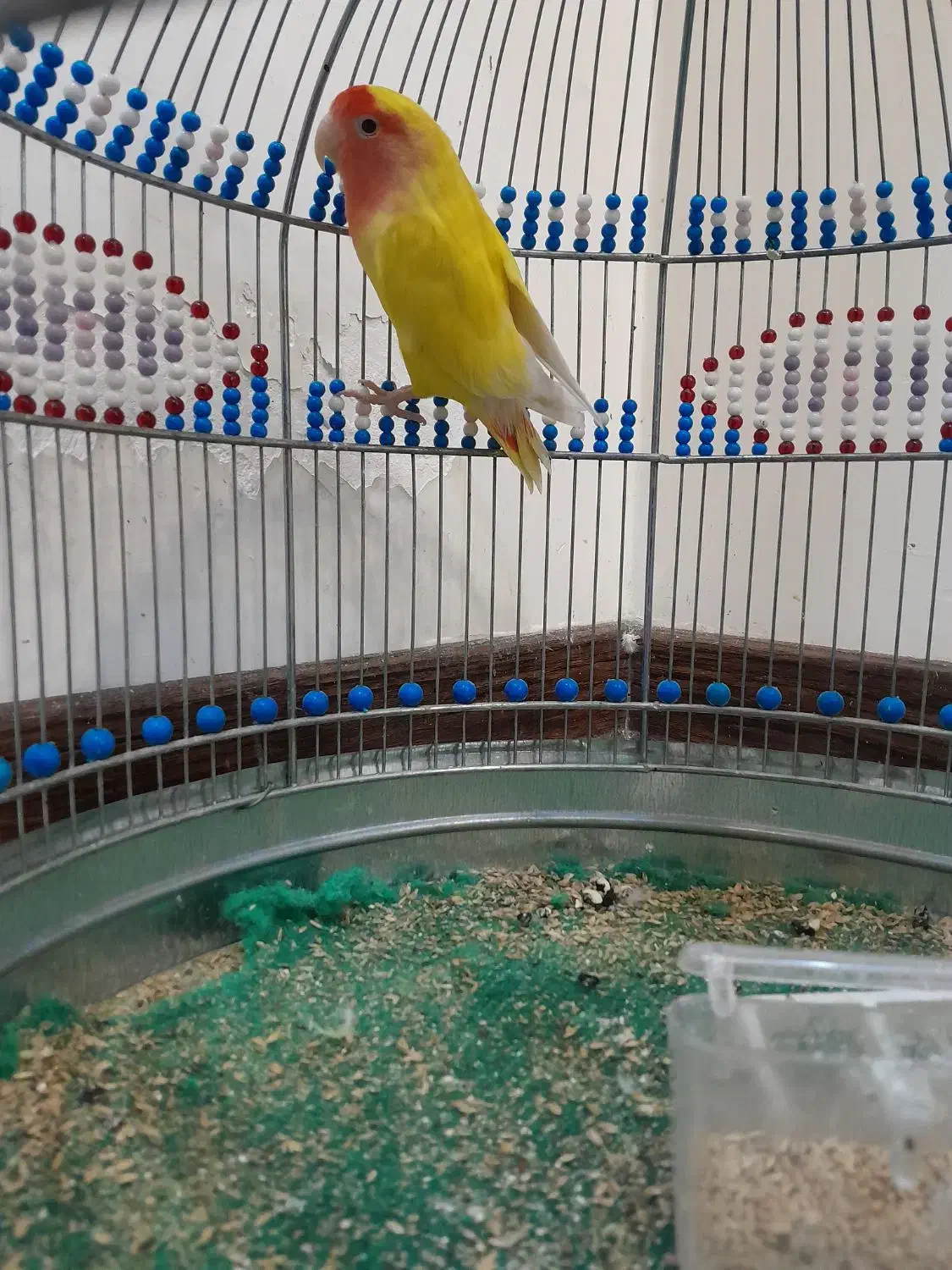 طوطی برزیلی|پرنده|فردیس, فردیس|دیوار