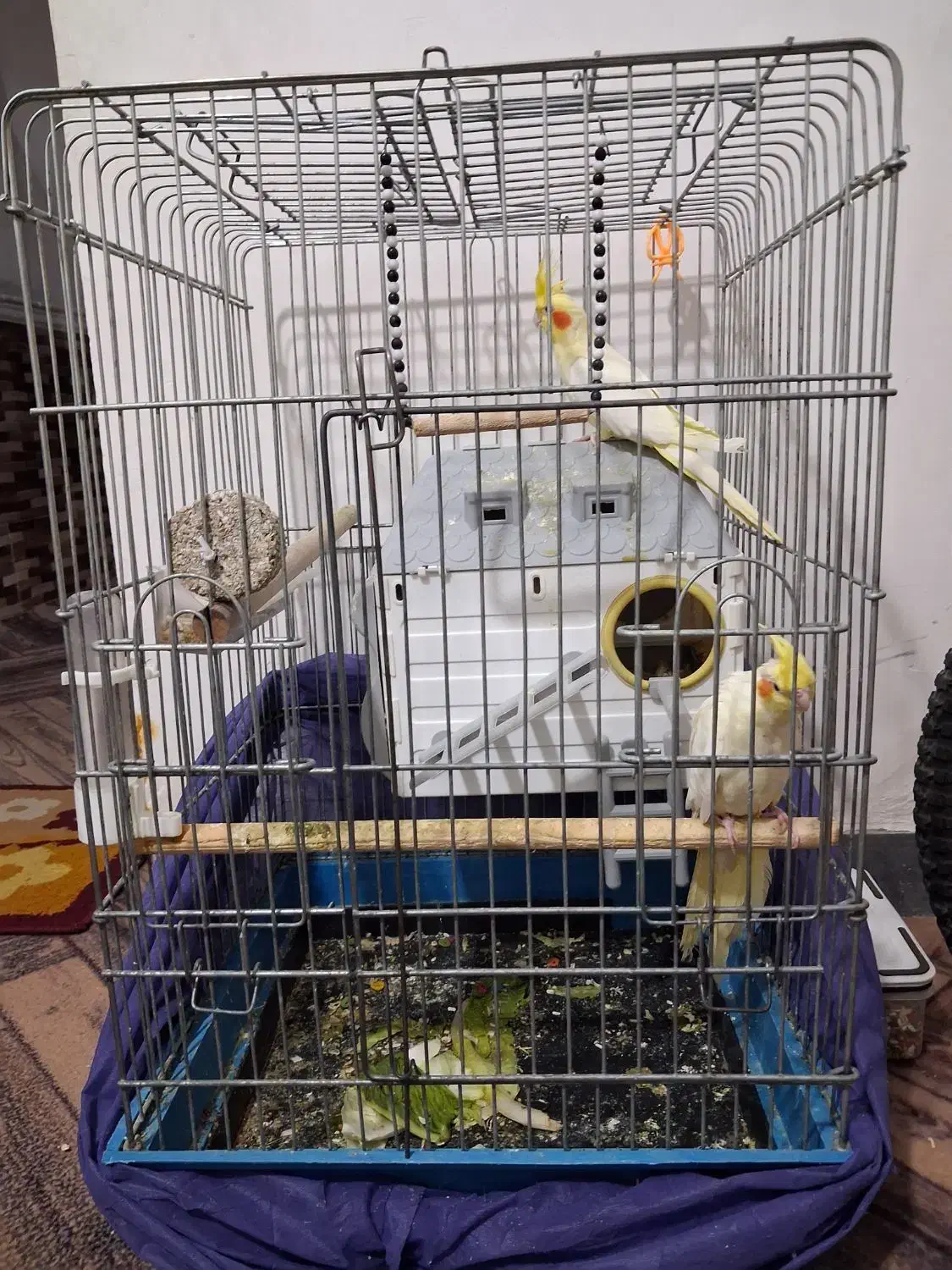 عروس هلندی یک جفت|پرنده|بندر ماهشهر, |دیوار