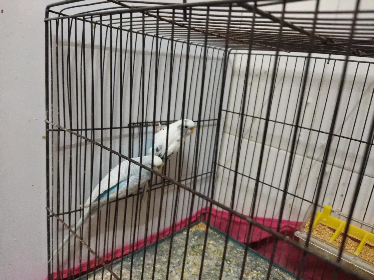 یک جفت مرغ عشق|پرنده|یزد, |دیوار