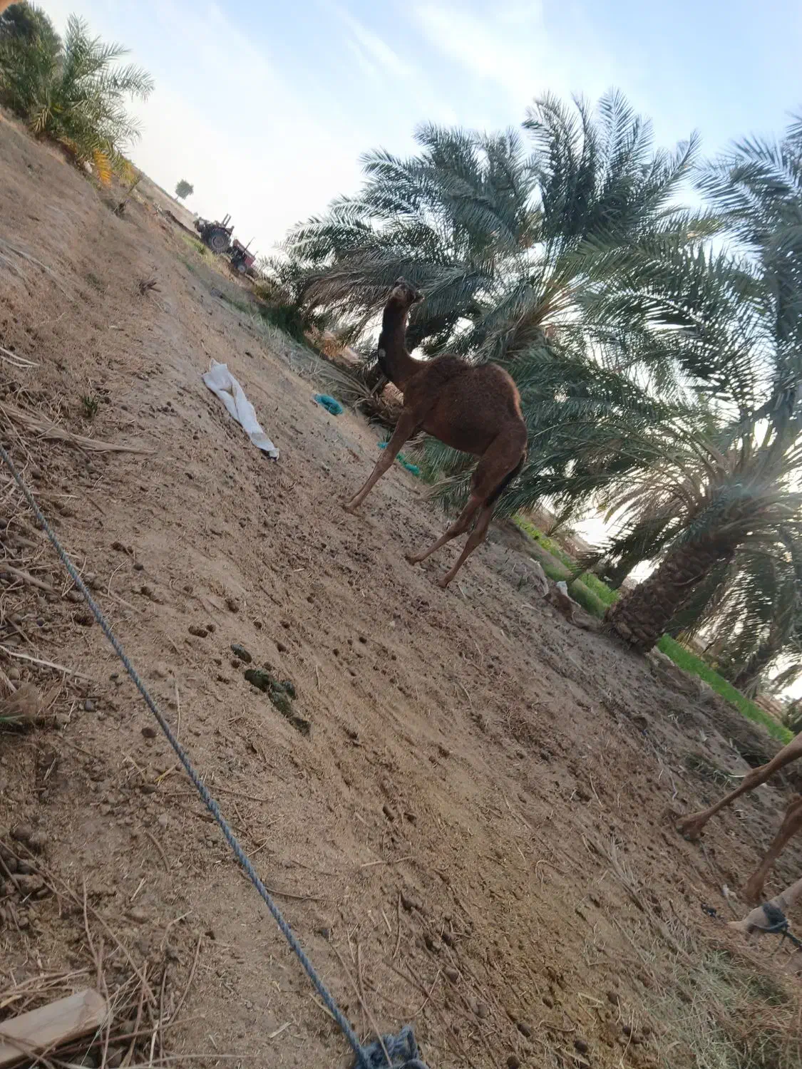 شترنرفروشی|حیوانات مزرعه|دلگان, |دیوار